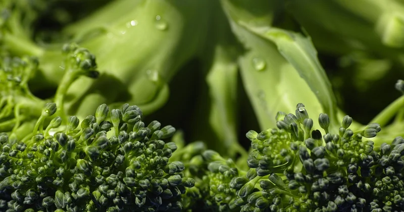 Les limites d'une approche purement alimentaire